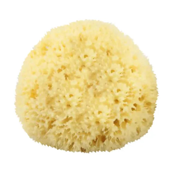 The Sponge Company - Natürlicher Badeschwamm #3 Groß [202-03]